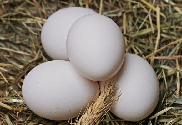 Munaruokavalioon kuuluu kananmunien syöminen päivittäin. 